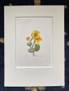 Geyer, 'Sumpfdotterblume' :