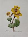 Geyer, 'Sumpfdotterblume' :