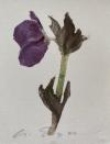 Geyer, 'Wiesennelke' :